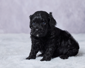 Drake F1 Cavapoo